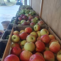 Fresh apples displayed at Bush's Apples