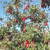 Red apples growing on trees