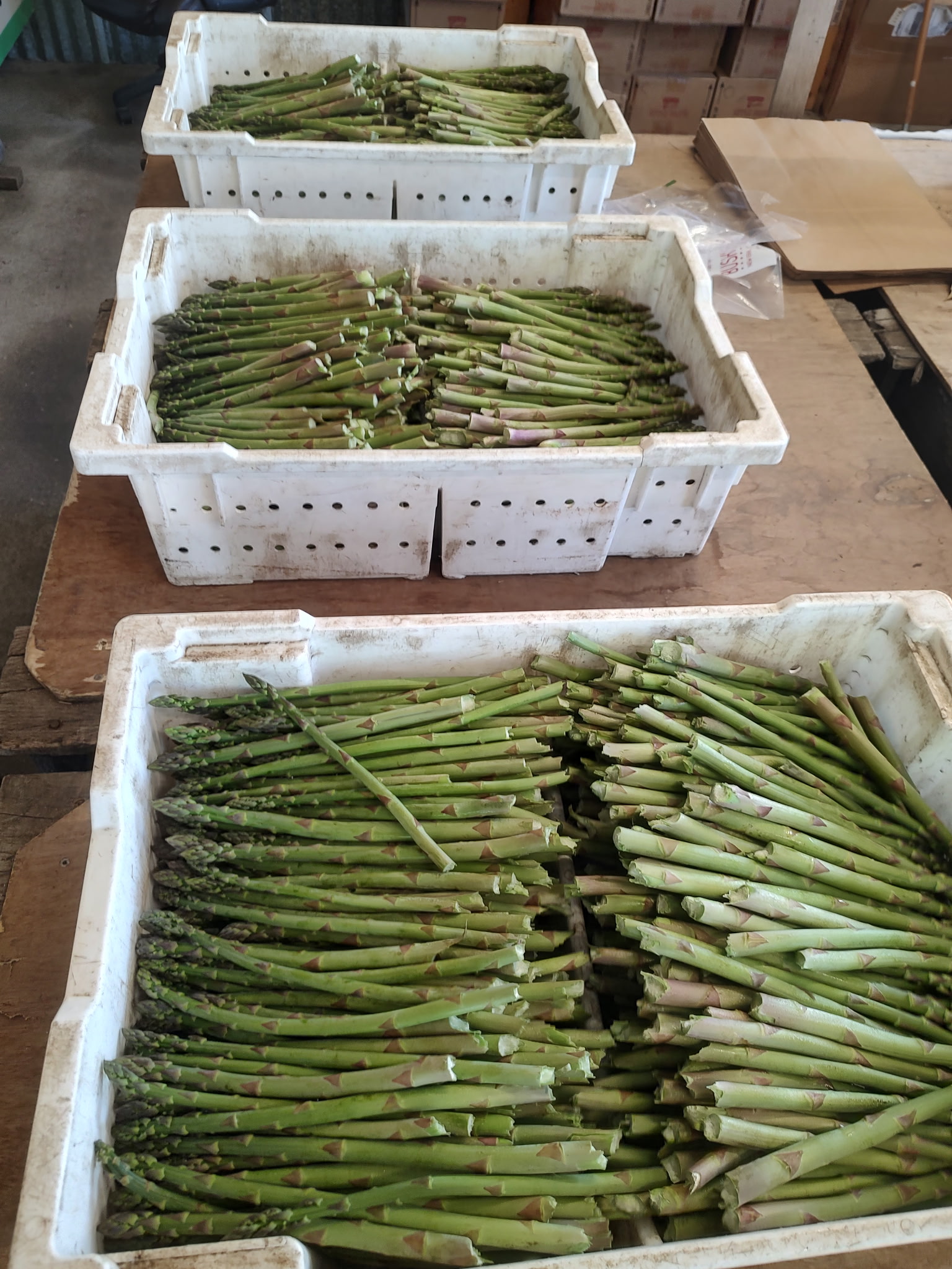 Fresh asparagus at Bush's Farm Market
