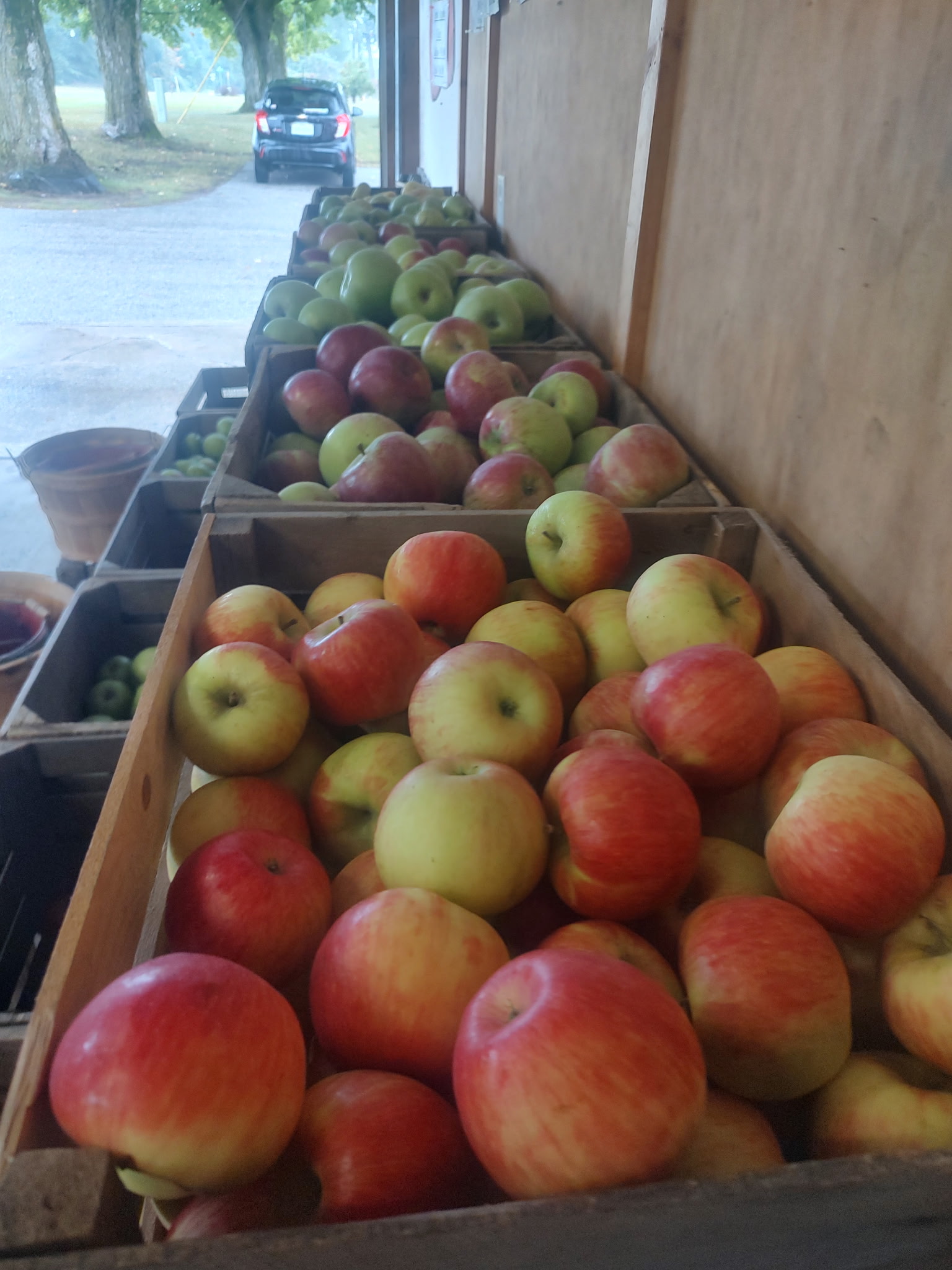 Fresh apples displayed at Bush's Apples