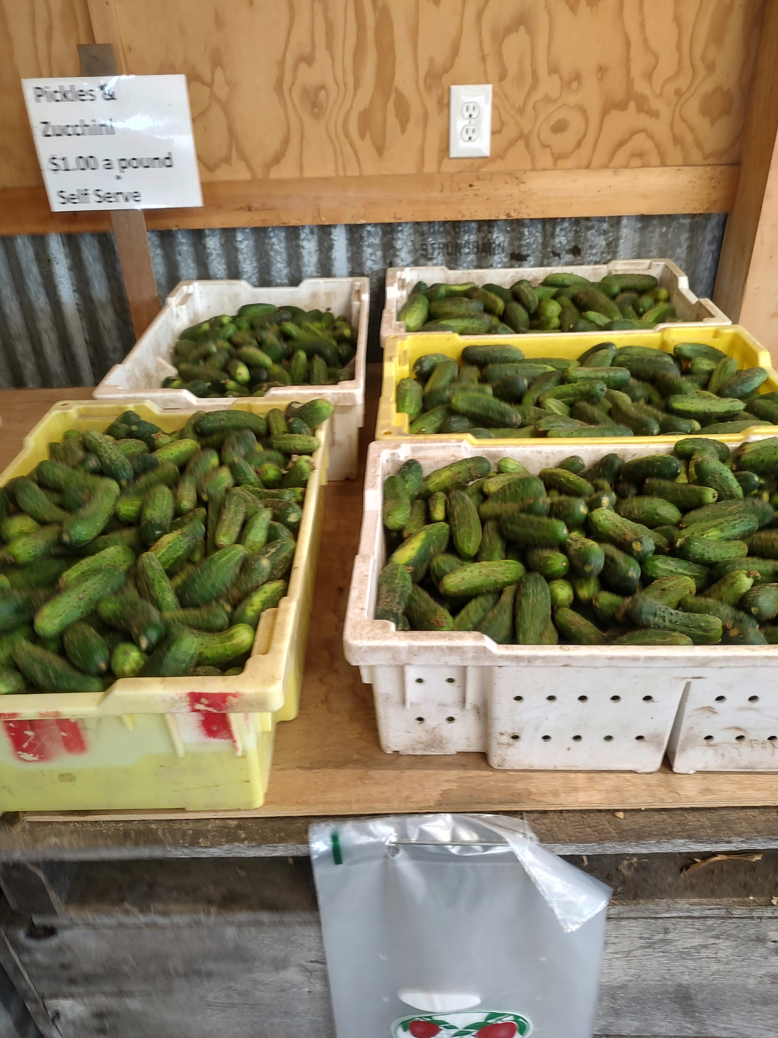 Fresh cucumbers at Bush's Farm Market