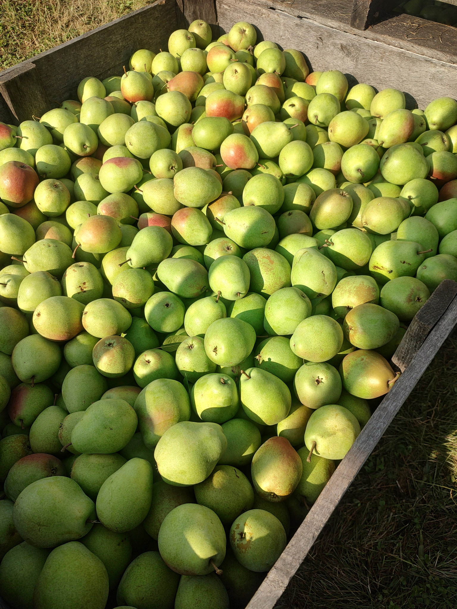 Fresh Flemish Beauty pears at Bush's Farm Market