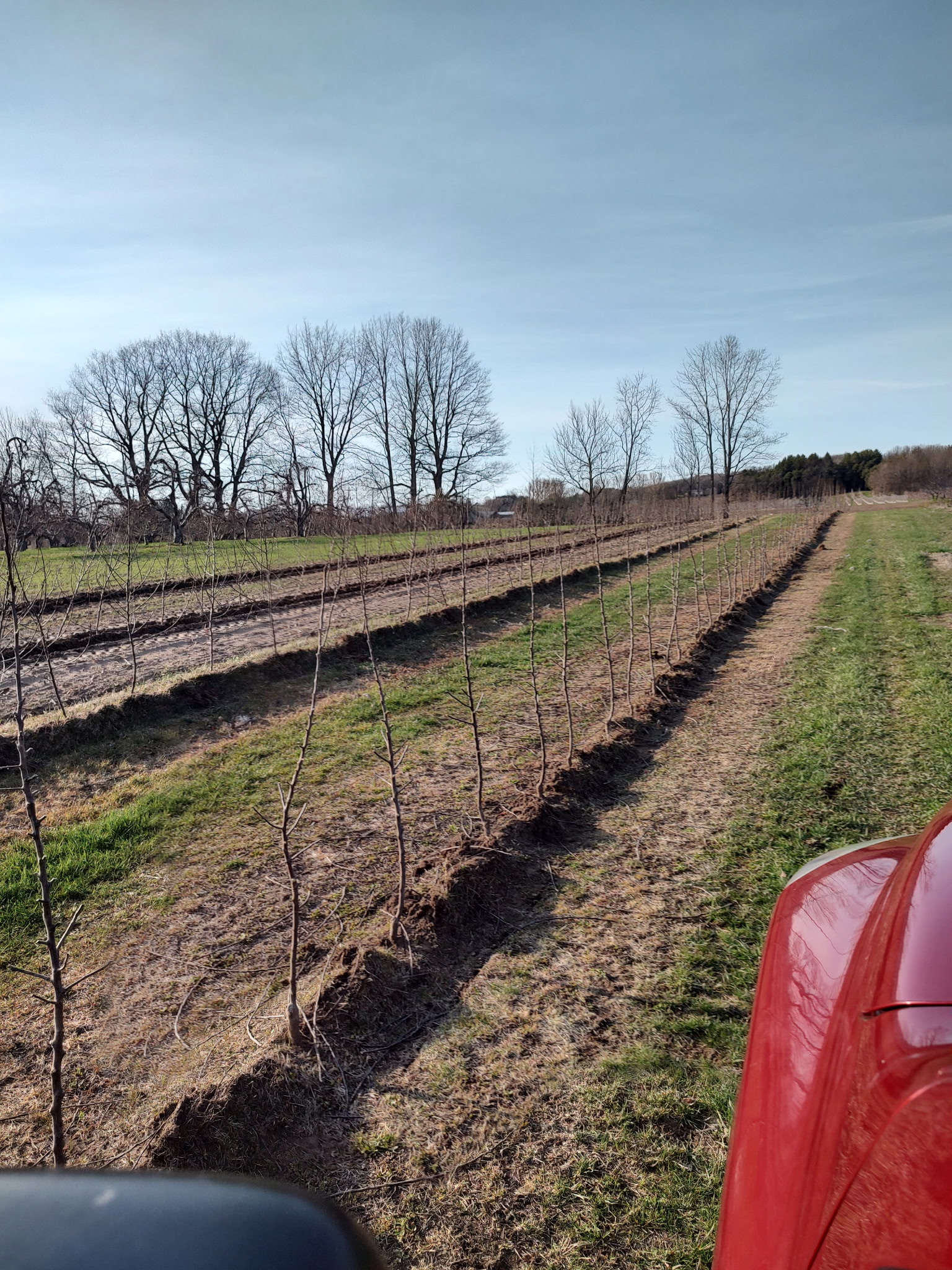 New orchard
