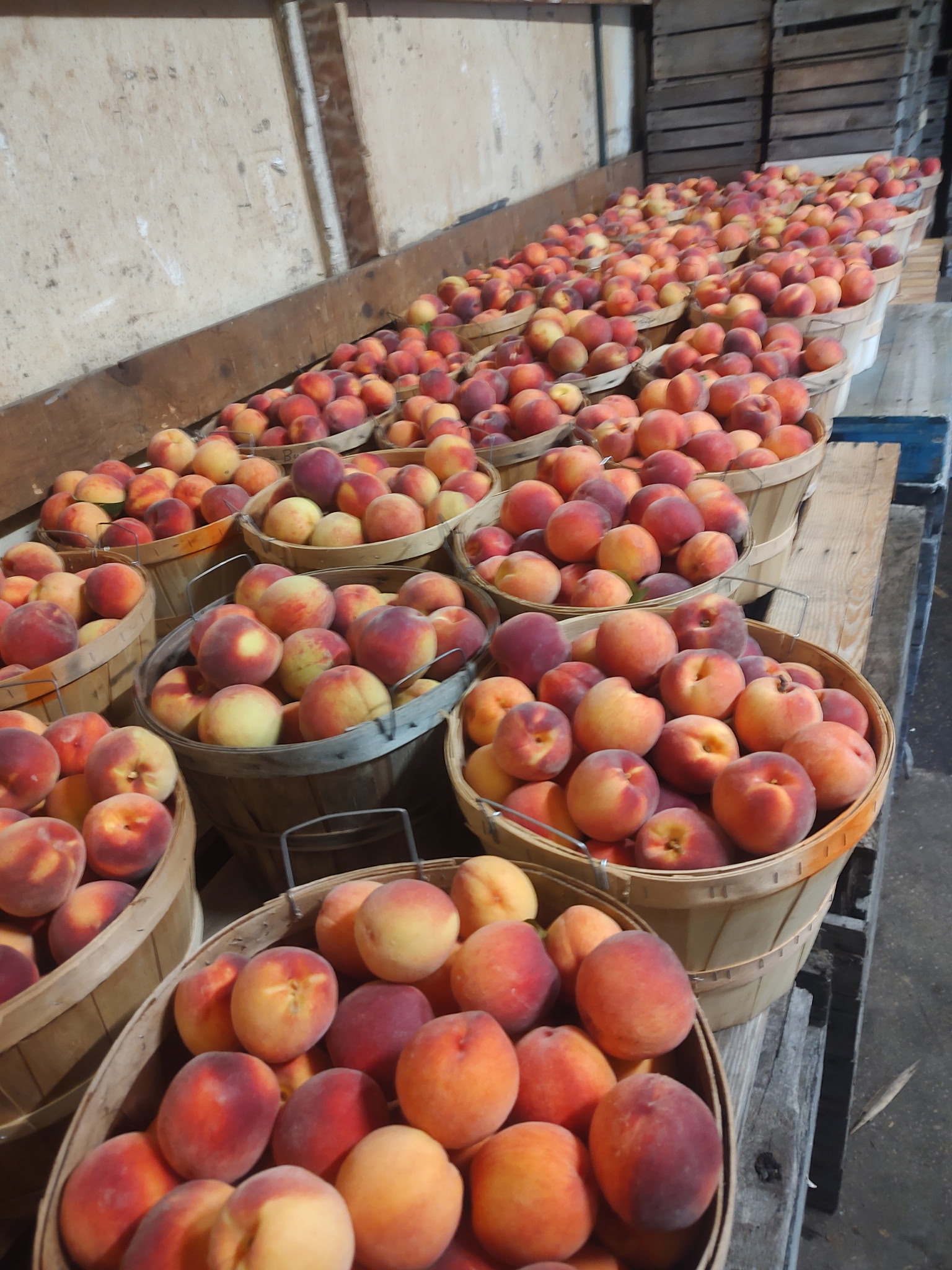 Fresh peaches at Bush's Farm Market