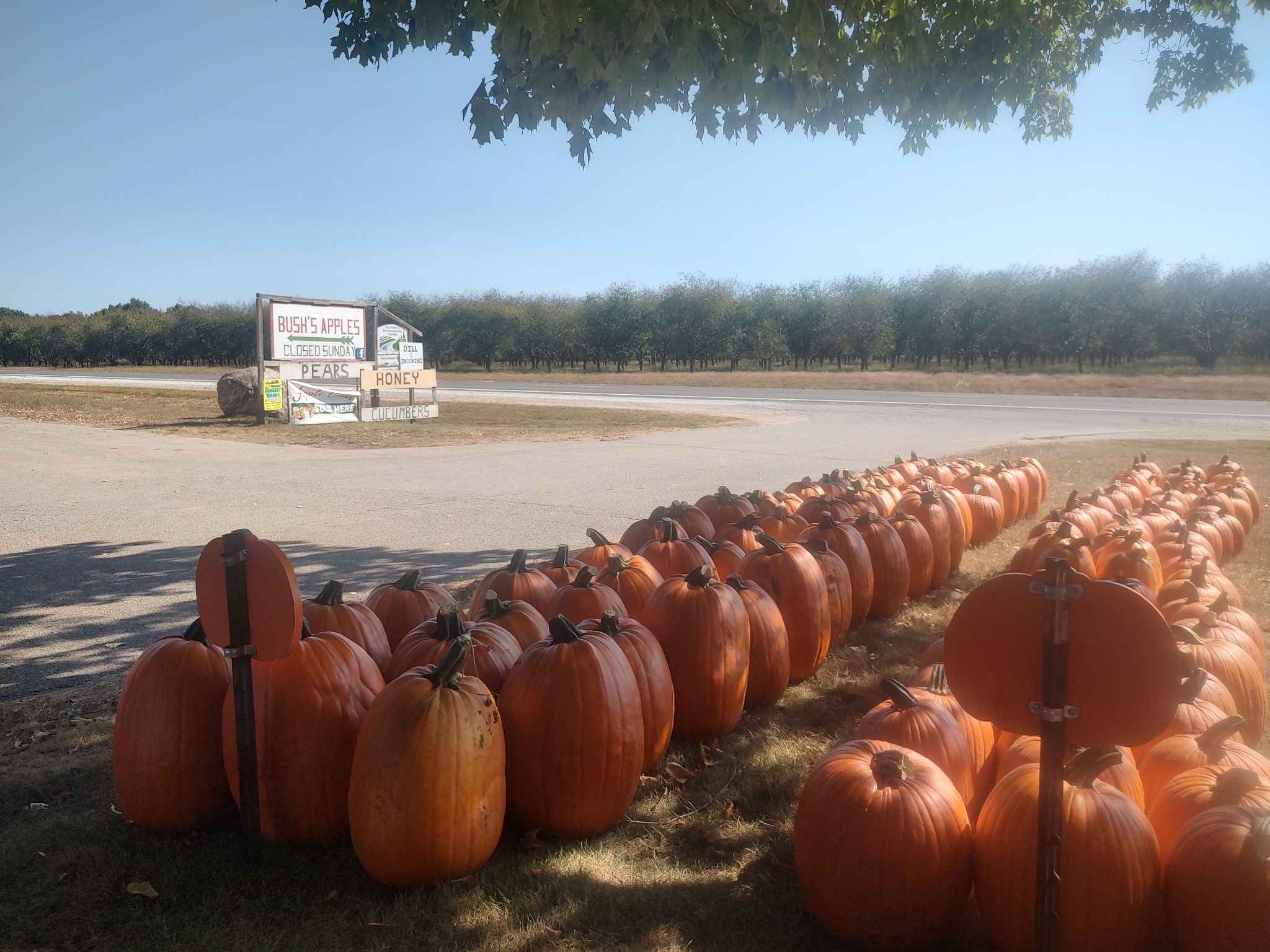 Pumpkins at the farm