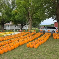 Rows of pumpkins at Bush's Apples