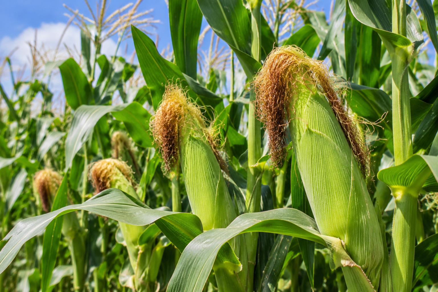 Fresh sweet corn growing in the field