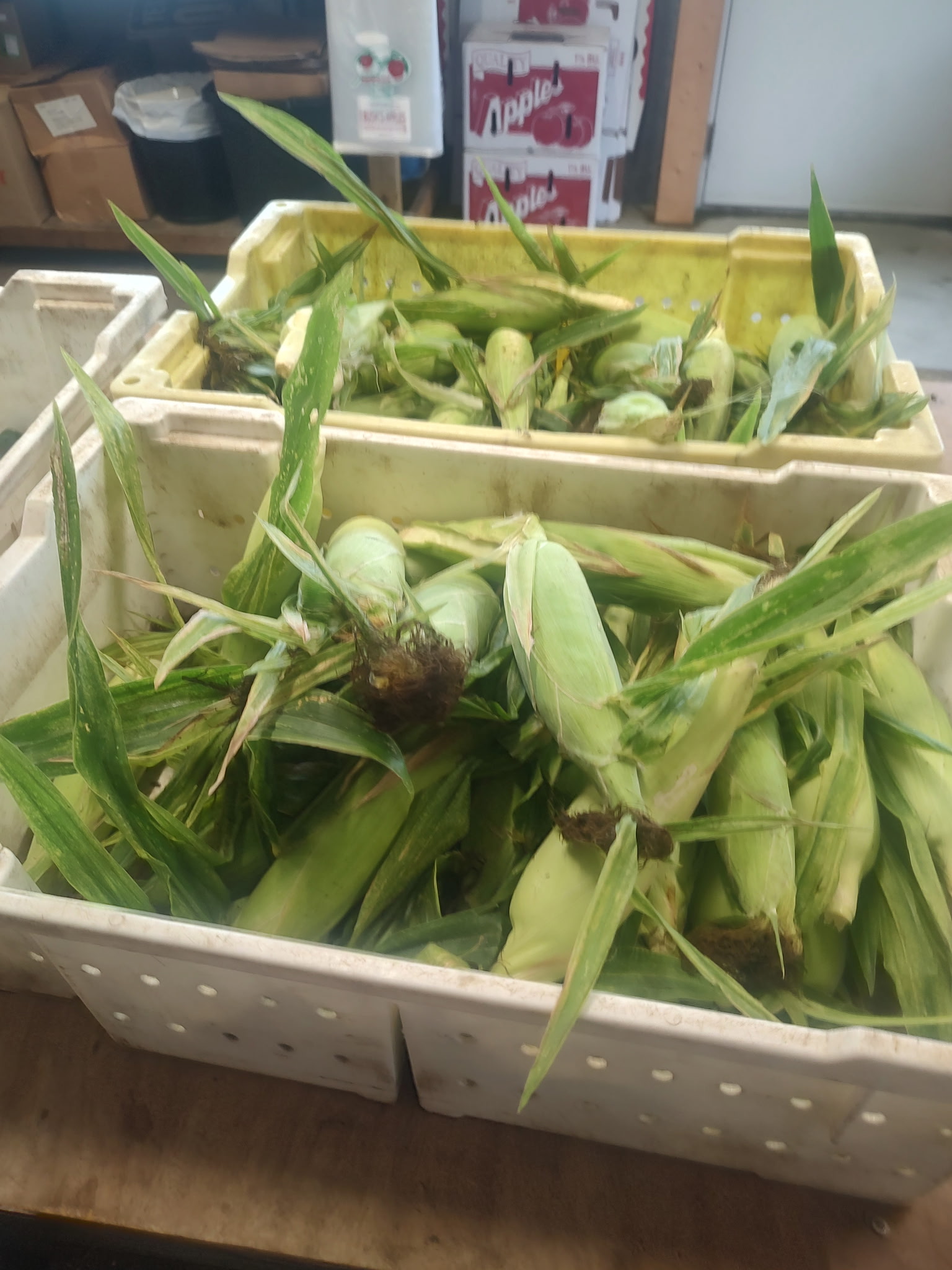 Fresh sweet corn at Bush's Farm Market