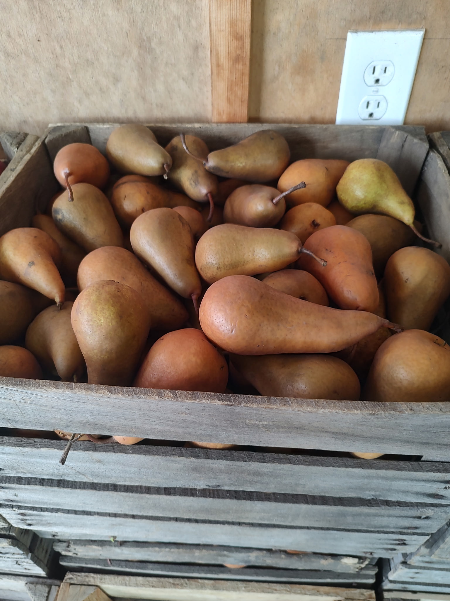 Bosc pears