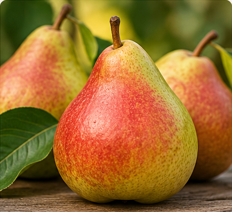 Flemish Beauty pears
